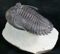 Large, Amazingly Detailed Hollardops Trilobite - #7755-2